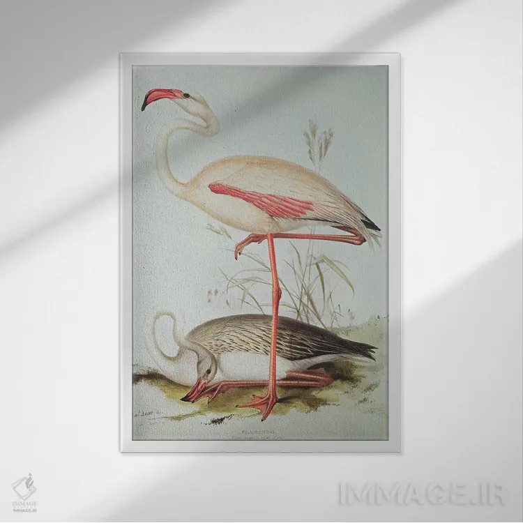 تابلو فلامینگو اثر ادوارد لیر (شاعر و تصویرگر انگلیسی) - نمای قابدار سفید