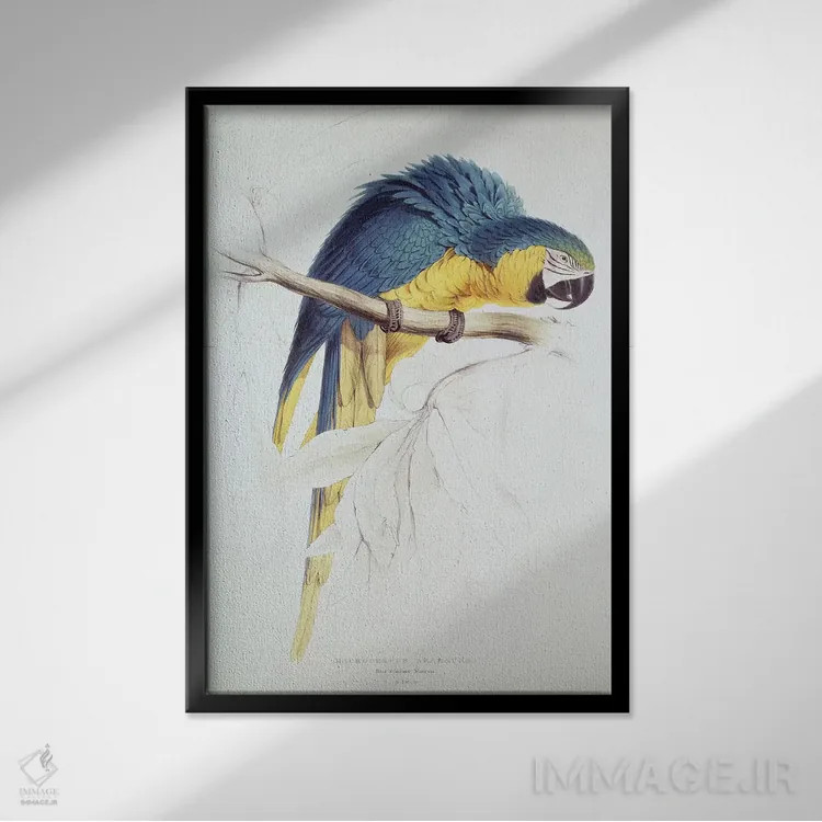 تابلو طوطی ماکائوی آبی و زرد اثر ادوارد لیر (شاعر و تصویرگر انگلیسی) - نمای قابدار مشکی