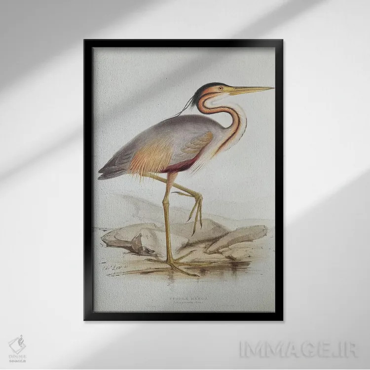 تابلو حواصیل بنفش اثر ادوارد لیر (شاعر و تصویرگر انگلیسی) - نمای قابدار مشکی