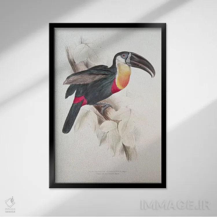 تابلو توکان سینهسفید و گوگردی، قرن نوزدهم اثر ادوارد لیر (شاعر و تصویرگر انگلیسی) - نمای قابدار مشکی