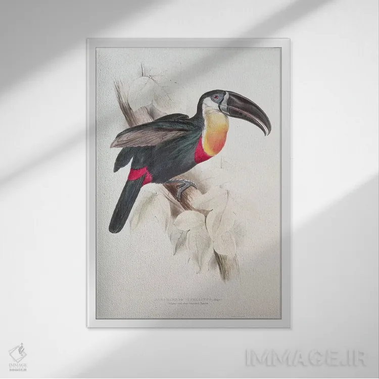 تابلو توکان سینهسفید و گوگردی، قرن نوزدهم اثر ادوارد لیر (شاعر و تصویرگر انگلیسی) - نمای قابدار سفید