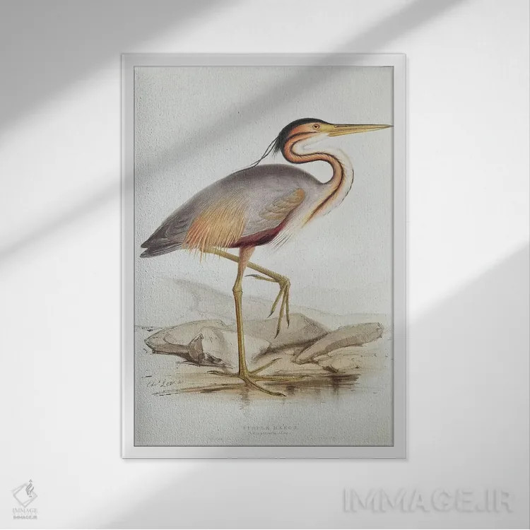 تابلو حواصیل بنفش اثر ادوارد لیر (شاعر و تصویرگر انگلیسی) - نمای قابدار سفید