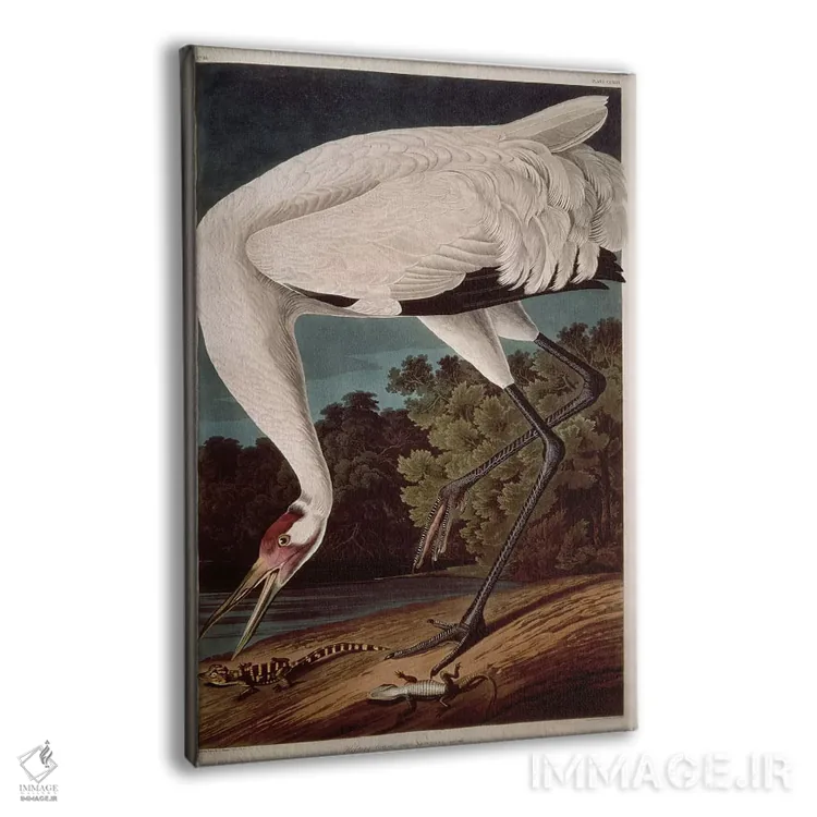 تابلو درنای فریادزن اثر جان جیمز آدوبون (نقاش و پرندهشناس) - نمای پرسپکتیو محصول