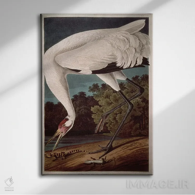 تابلو درنای فریادزن اثر جان جیمز آدوبون (نقاش و پرندهشناس) - نمای روبهرو روی دیوار
