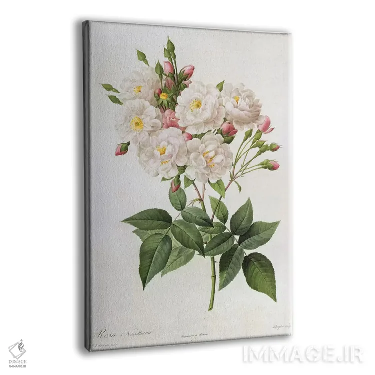 تابلو رز نویزتیانا، از مجموعهٔ "رزها"، قرن ۱۹ (حکاکی رنگی) اثر پیر-ژوزف ردوت - نمای پرسپکتیو محصول