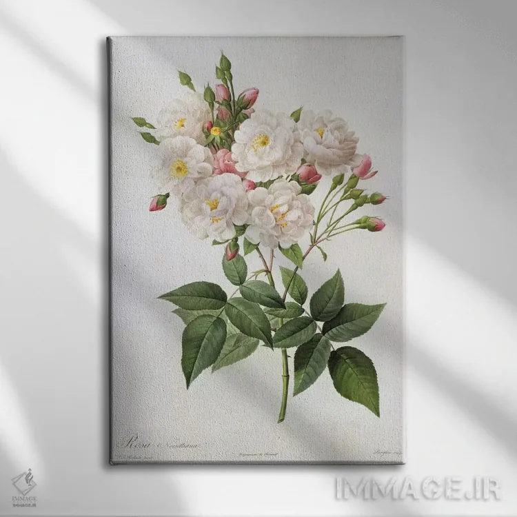 تابلو رز نویزتیانا، از مجموعهٔ "رزها"، قرن ۱۹ (حکاکی رنگی) اثر پیر-ژوزف ردوت - نمای روبهرو روی دیوار