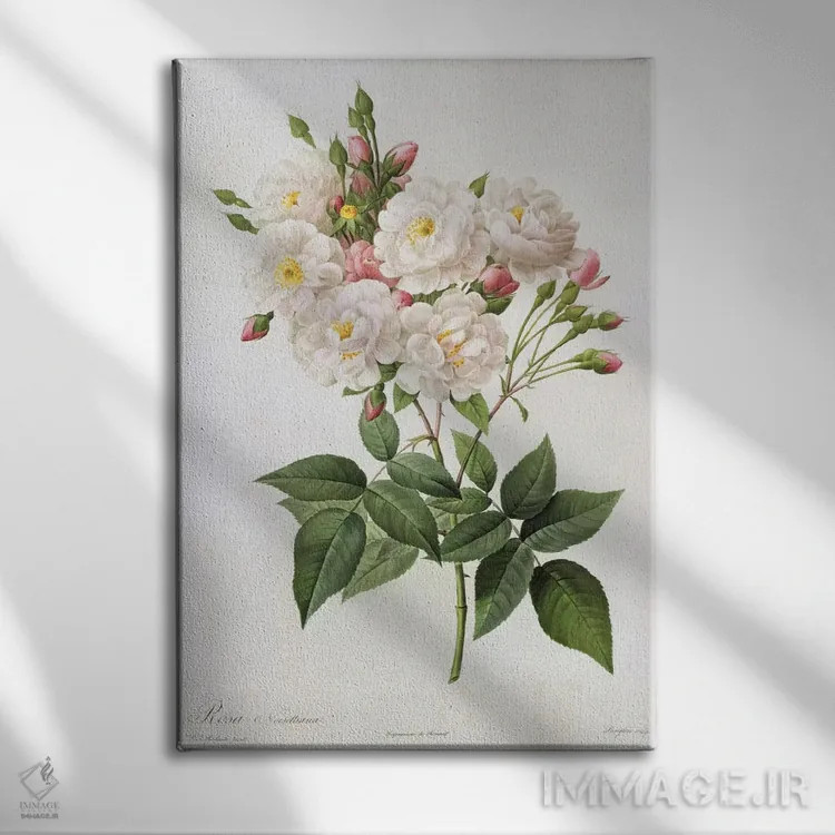 تابلو رز نویزتیانا، از مجموعهٔ "رزها"، قرن ۱۹ (حکاکی رنگی) اثر پیر-ژوزف ردوت - نمای روبهرو روی دیوار