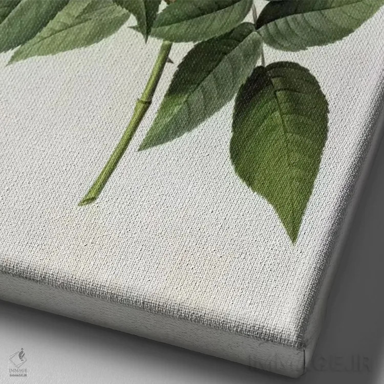 تابلو رز نویزتیانا، از مجموعهٔ "رزها"، قرن ۱۹ (حکاکی رنگی) اثر پیر-ژوزف ردوت - نمای نزدیک بافت بوم