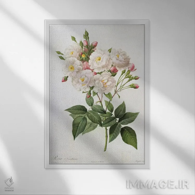 تابلو رز نویزتیانا، از مجموعهٔ "رزها"، قرن ۱۹ (حکاکی رنگی) اثر پیر-ژوزف ردوت - نمای قابدار سفید