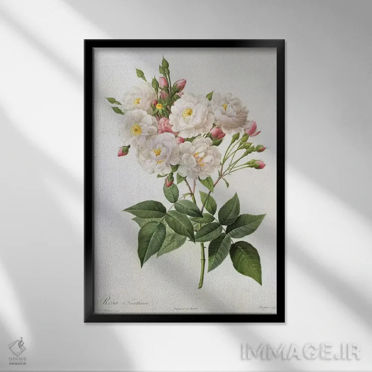 تابلو رز نویزتیانا، از مجموعهٔ "رزها"، قرن ۱۹ (حکاکی رنگی) اثر پیر-ژوزف ردوت - نمای قابدار مشکی