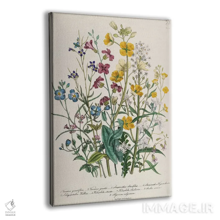 تابلو plate 13 from 'The Ladies' Flower Garden', published 1842,فراموشمنکنها و گلهای کرهای، صفحه ۱۳ از "باغ گلهای بانوان"، منتشر شده در ۱۸۴۲ اثر جین لودون - نمای پرسپکتیو محصول