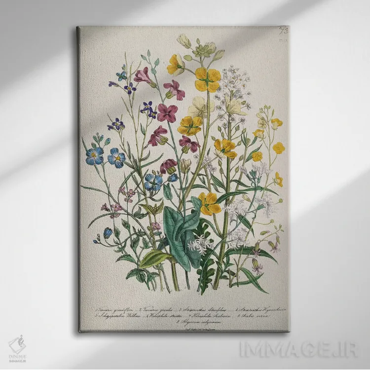 تابلو plate 13 from 'The Ladies' Flower Garden', published 1842,فراموشمنکنها و گلهای کرهای، صفحه ۱۳ از "باغ گلهای بانوان"، منتشر شده در ۱۸۴۲ اثر جین لودون - نمای روبهرو روی دیوار