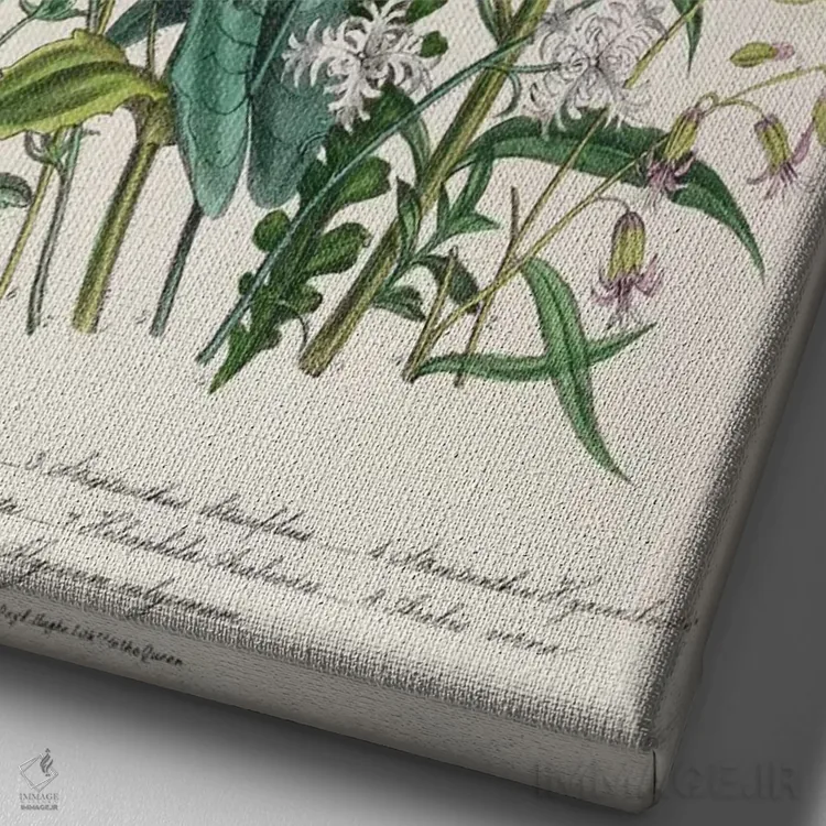 تابلو plate 13 from 'The Ladies' Flower Garden', published 1842,فراموشمنکنها و گلهای کرهای، صفحه ۱۳ از "باغ گلهای بانوان"، منتشر شده در ۱۸۴۲ اثر جین لودون - نمای نزدیک بافت بوم