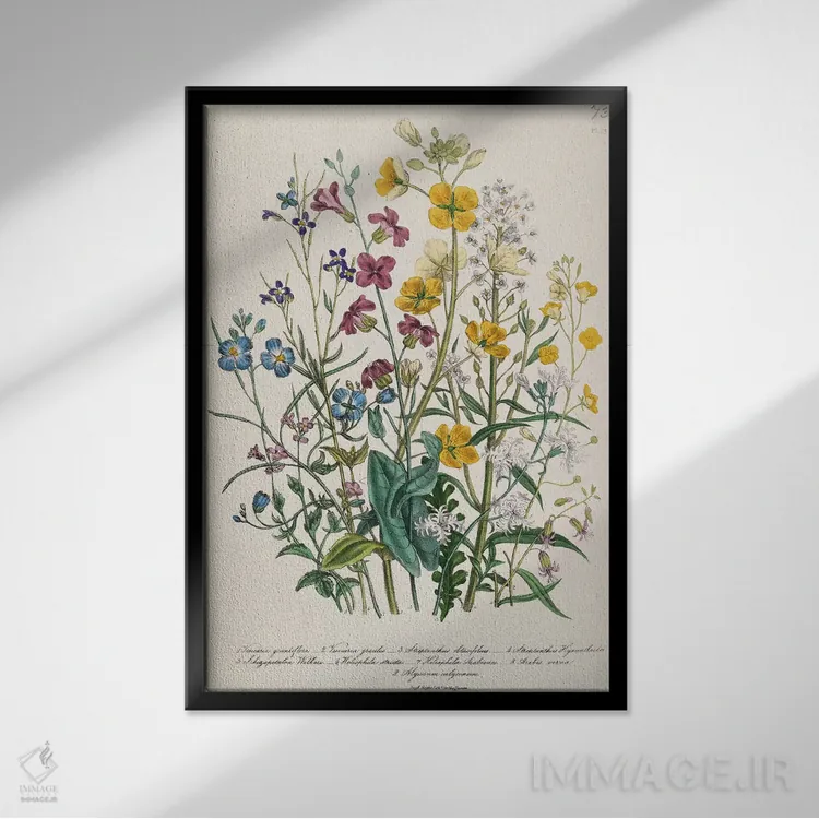 تابلو plate 13 from 'The Ladies' Flower Garden', published 1842,فراموشمنکنها و گلهای کرهای، صفحه ۱۳ از "باغ گلهای بانوان"، منتشر شده در ۱۸۴۲ اثر جین لودون - نمای قابدار مشکی