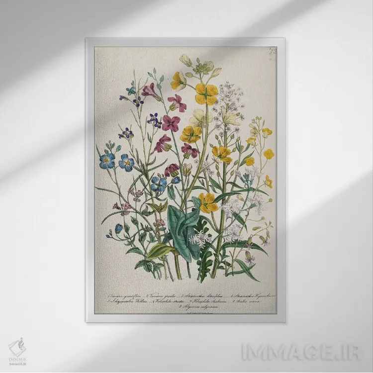 تابلو plate 13 from 'The Ladies' Flower Garden', published 1842,فراموشمنکنها و گلهای کرهای، صفحه ۱۳ از "باغ گلهای بانوان"، منتشر شده در ۱۸۴۲ اثر جین لودون - نمای قابدار سفید