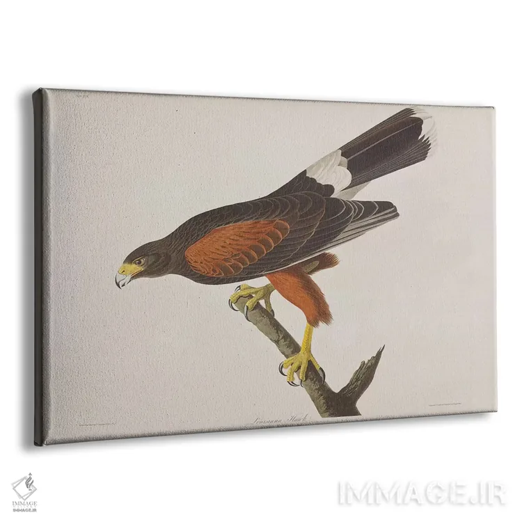 تابلو شاهین لوئیزیانا اثر جان جیمز آدوبون (نقاش و پرندهشناس) - نمای پرسپکتیو محصول