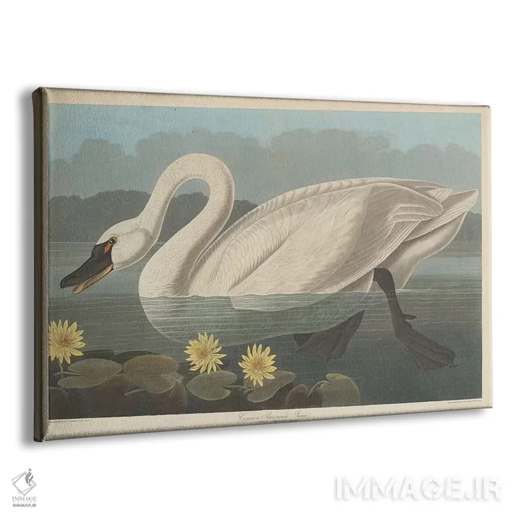 تابلو قوی آمریکایی معمولی و نیلوفر آبی مکزیکی (نیلوفر موزی) اثر جان جیمز آدوبون (نقاش و پرندهشناس) - نمای پرسپکتیو محصول