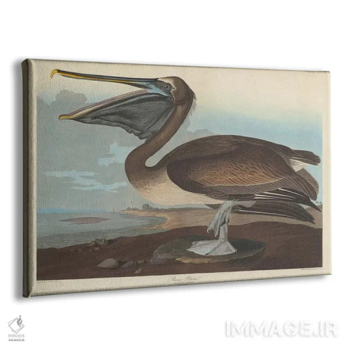 تابلو پلیکان قهوهای اثر جان جیمز آدوبون (نقاش و پرندهشناس) - نمای پرسپکتیو محصول