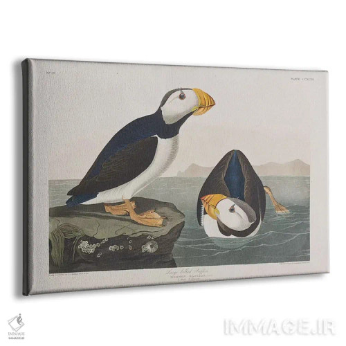 تابلو پافین منقار بزرگ اثر جان جیمز آدوبون (نقاش و پرندهشناس) - نمای پرسپکتیو محصول