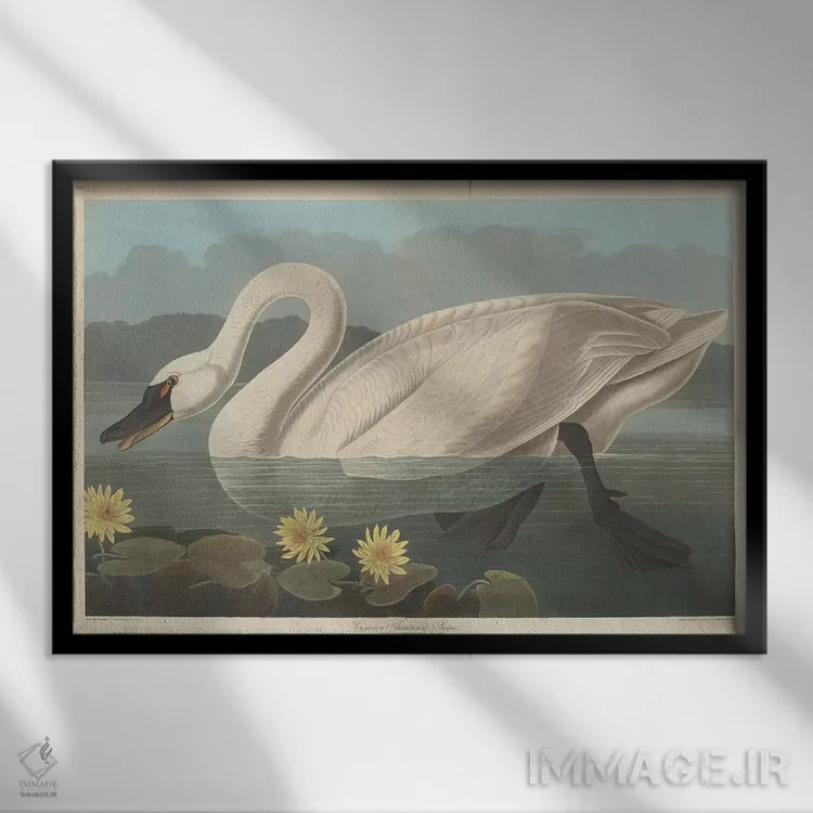 تابلو قوی آمریکایی معمولی و نیلوفر آبی مکزیکی (نیلوفر موزی) اثر جان جیمز آدوبون (نقاش و پرندهشناس) - نمای قابدار مشکی