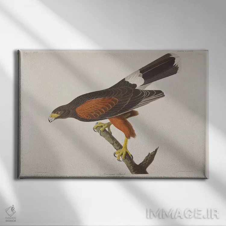 تابلو شاهین لوئیزیانا اثر جان جیمز آدوبون (نقاش و پرندهشناس) - نمای روبهرو روی دیوار