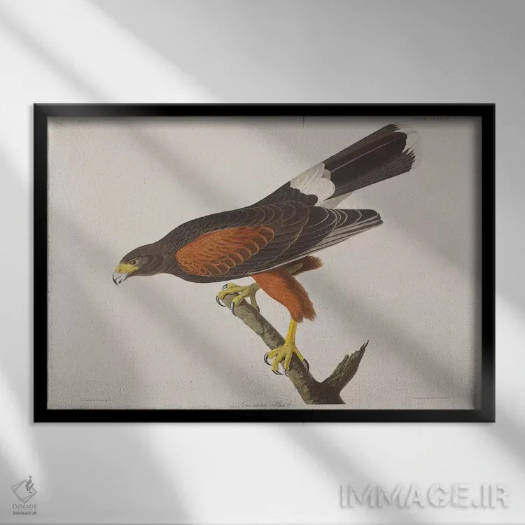تابلو شاهین لوئیزیانا اثر جان جیمز آدوبون (نقاش و پرندهشناس) - نمای قابدار مشکی