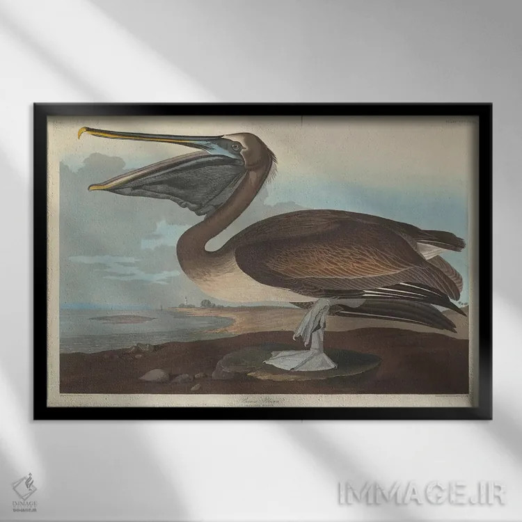 تابلو پلیکان قهوهای اثر جان جیمز آدوبون (نقاش و پرندهشناس) - نمای قابدار مشکی