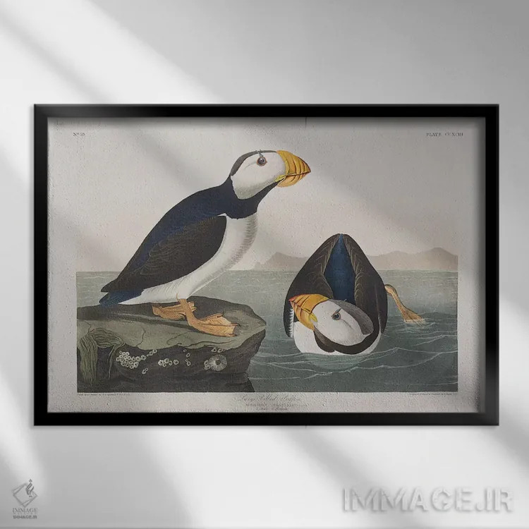 تابلو پافین منقار بزرگ اثر جان جیمز آدوبون (نقاش و پرندهشناس) - نمای قابدار مشکی