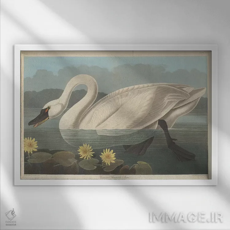 تابلو قوی آمریکایی معمولی و نیلوفر آبی مکزیکی (نیلوفر موزی) اثر جان جیمز آدوبون (نقاش و پرندهشناس) - نمای قابدار سفید
