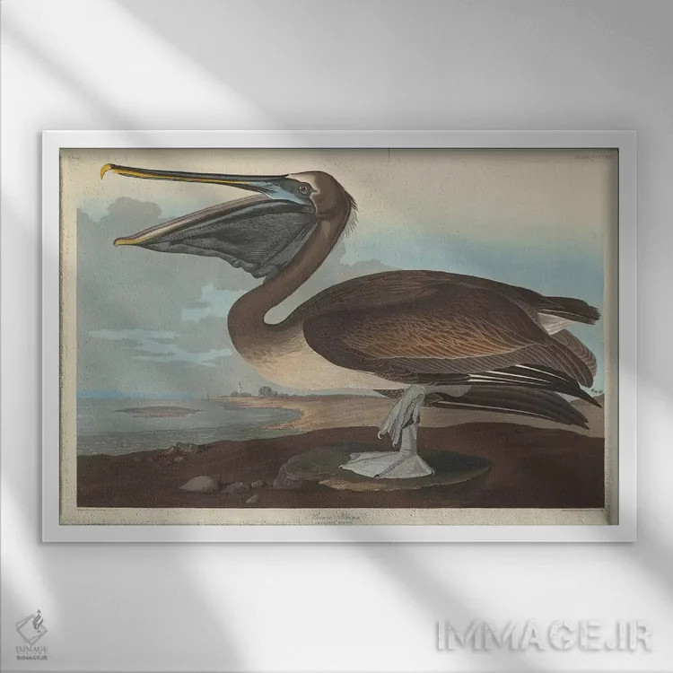 تابلو پلیکان قهوهای اثر جان جیمز آدوبون (نقاش و پرندهشناس) - نمای قابدار سفید