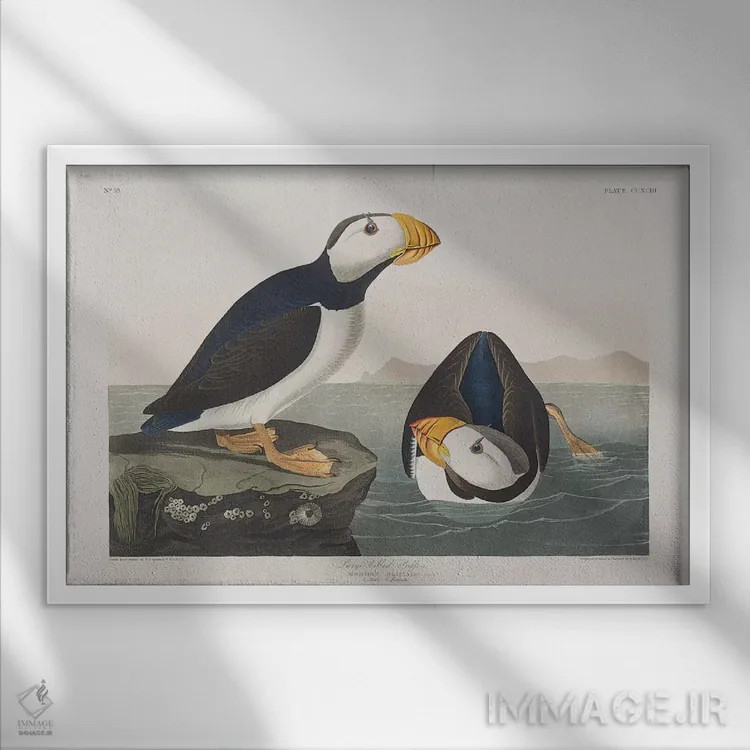 تابلو پافین منقار بزرگ اثر جان جیمز آدوبون (نقاش و پرندهشناس) - نمای قابدار سفید