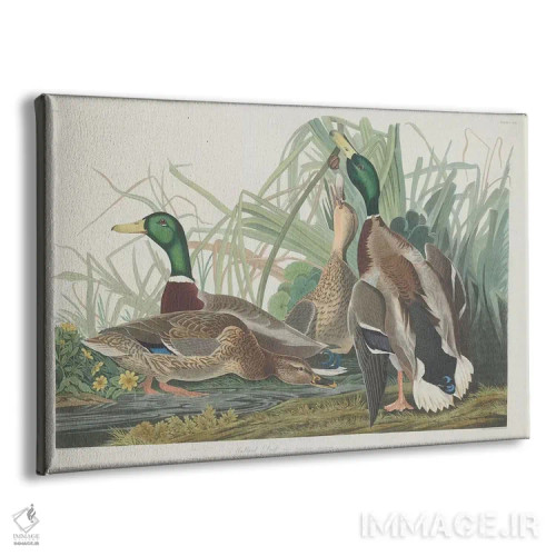 تابلو اردک کلهسبز اثر جان جیمز آدوبون (نقاش و پرندهشناس) - نمای پرسپکتیو محصول