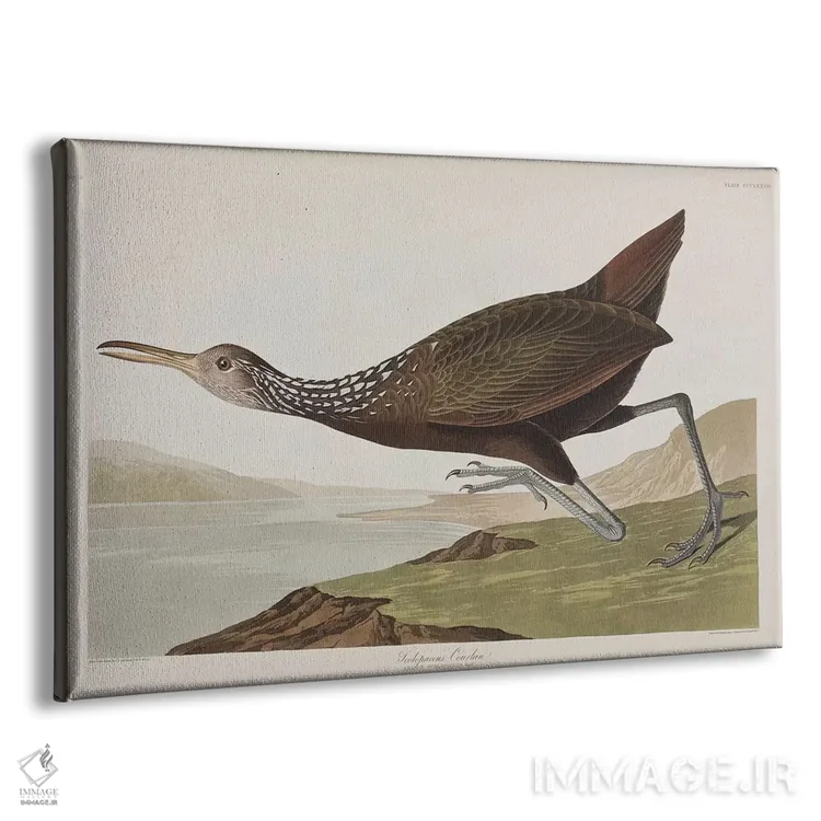 تابلو اسکولوپاکئوس کورلان (گونه پرنده) اثر جان جیمز آدوبون (نقاش و پرندهشناس) - نمای پرسپکتیو محصول