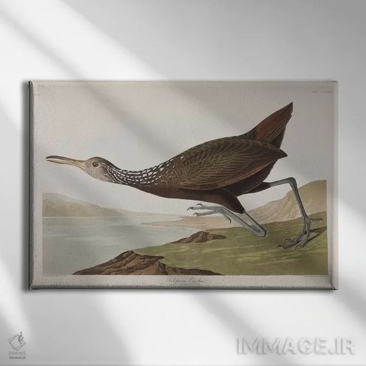 تابلو اسکولوپاکئوس کورلان (گونه پرنده) اثر جان جیمز آدوبون (نقاش و پرندهشناس) - نمای روبهرو روی دیوار