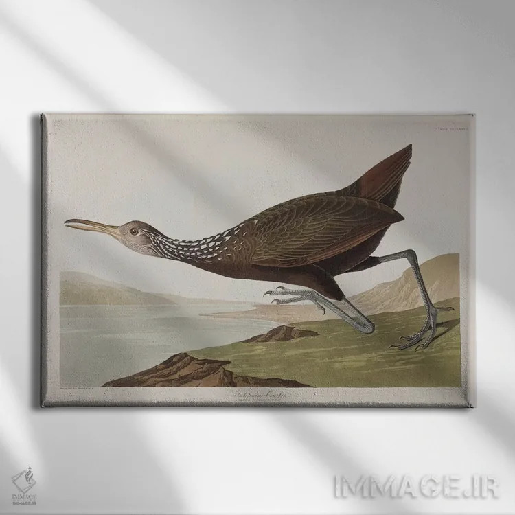 تابلو اسکولوپاکئوس کورلان (گونه پرنده) اثر جان جیمز آدوبون (نقاش و پرندهشناس) - نمای روبهرو روی دیوار