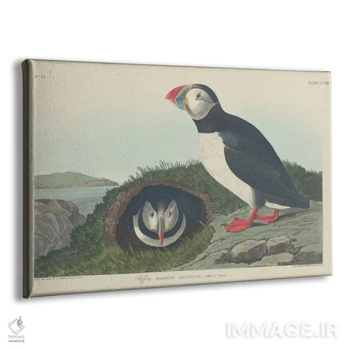 تابلو پافین (پرنده دریایی) اثر جان جیمز آدوبون (نقاش و پرندهشناس) - نمای پرسپکتیو محصول