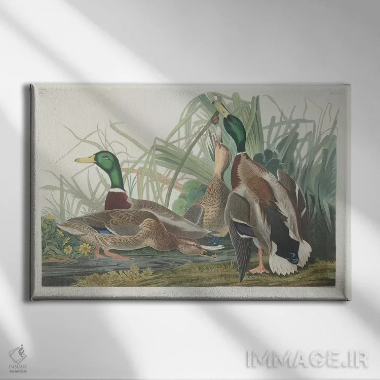 تابلو اردک کلهسبز اثر جان جیمز آدوبون (نقاش و پرندهشناس) - نمای روبهرو روی دیوار