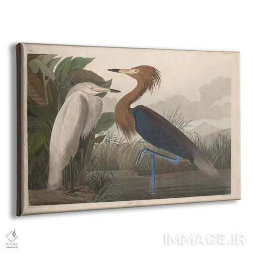 تابلو بوتیمار بنفش اثر جان جیمز آدوبون (نقاش و پرندهشناس) - نمای پرسپکتیو محصول