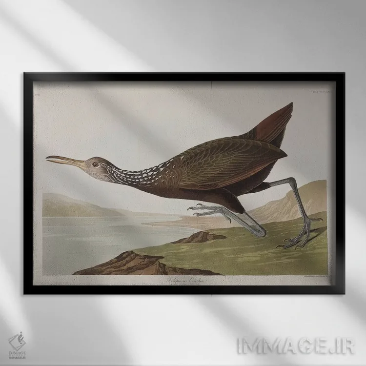 تابلو اسکولوپاکئوس کورلان (گونه پرنده) اثر جان جیمز آدوبون (نقاش و پرندهشناس) - نمای قابدار مشکی