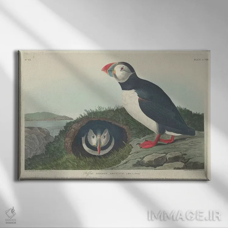 تابلو پافین (پرنده دریایی) اثر جان جیمز آدوبون (نقاش و پرندهشناس) - نمای روبهرو روی دیوار