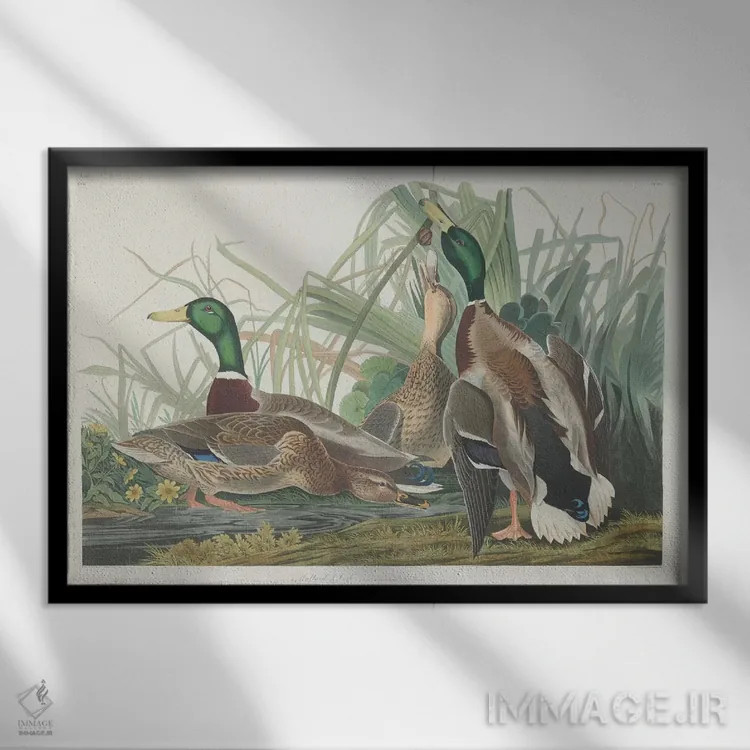تابلو اردک کلهسبز اثر جان جیمز آدوبون (نقاش و پرندهشناس) - نمای قابدار مشکی
