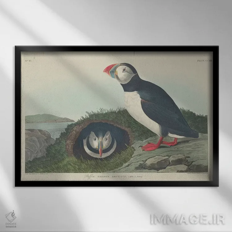 تابلو پافین (پرنده دریایی) اثر جان جیمز آدوبون (نقاش و پرندهشناس) - نمای قابدار مشکی