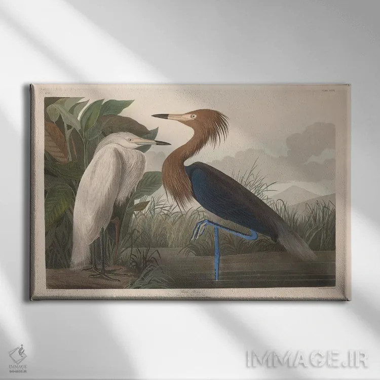 تابلو بوتیمار بنفش اثر جان جیمز آدوبون (نقاش و پرندهشناس) - نمای روبهرو روی دیوار