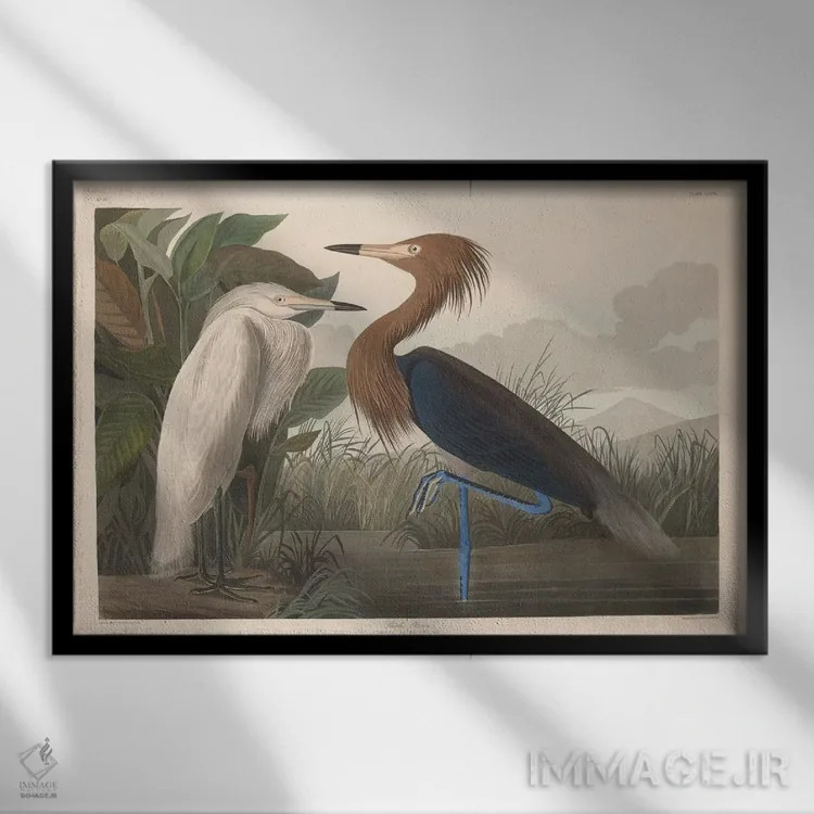 تابلو بوتیمار بنفش اثر جان جیمز آدوبون (نقاش و پرندهشناس) - نمای قابدار مشکی