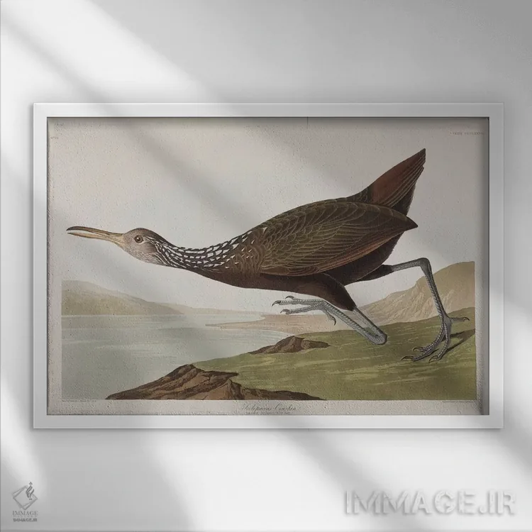 تابلو اسکولوپاکئوس کورلان (گونه پرنده) اثر جان جیمز آدوبون (نقاش و پرندهشناس) - نمای قابدار سفید