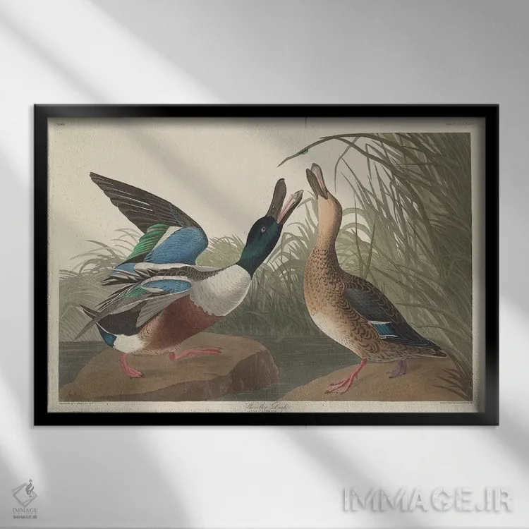 تابلو اردک کلهچمچهای اثر جان جیمز آدوبون (نقاش و پرندهشناس) - نمای قابدار مشکی