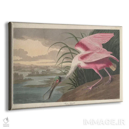 تابلو 1836,مرغ قاشقزن صورتی، ۱۸۳۶ اثر جان جیمز آدوبون (نقاش و پرندهشناس) - نمای پرسپکتیو محصول