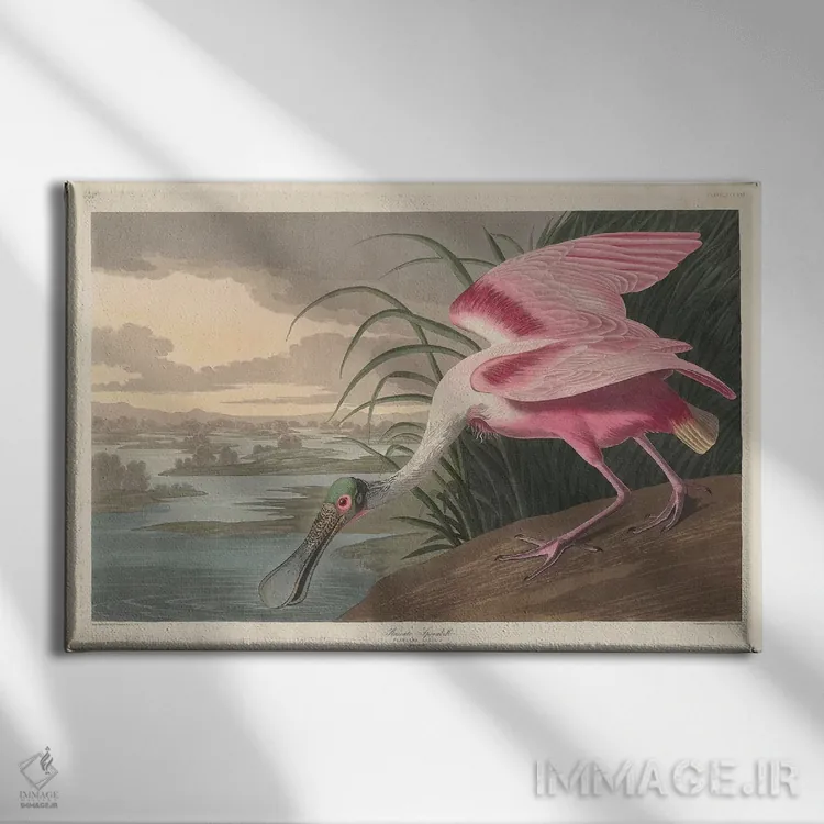 تابلو 1836,مرغ قاشقزن صورتی، ۱۸۳۶ اثر جان جیمز آدوبون (نقاش و پرندهشناس) - نمای روبهرو روی دیوار