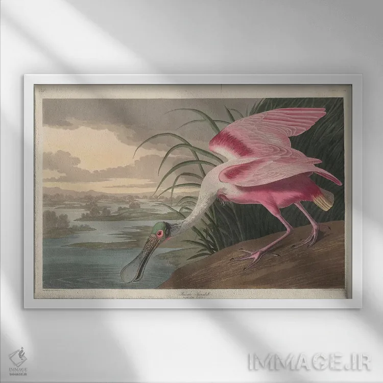 تابلو 1836,مرغ قاشقزن صورتی، ۱۸۳۶ اثر جان جیمز آدوبون (نقاش و پرندهشناس) - نمای قابدار سفید