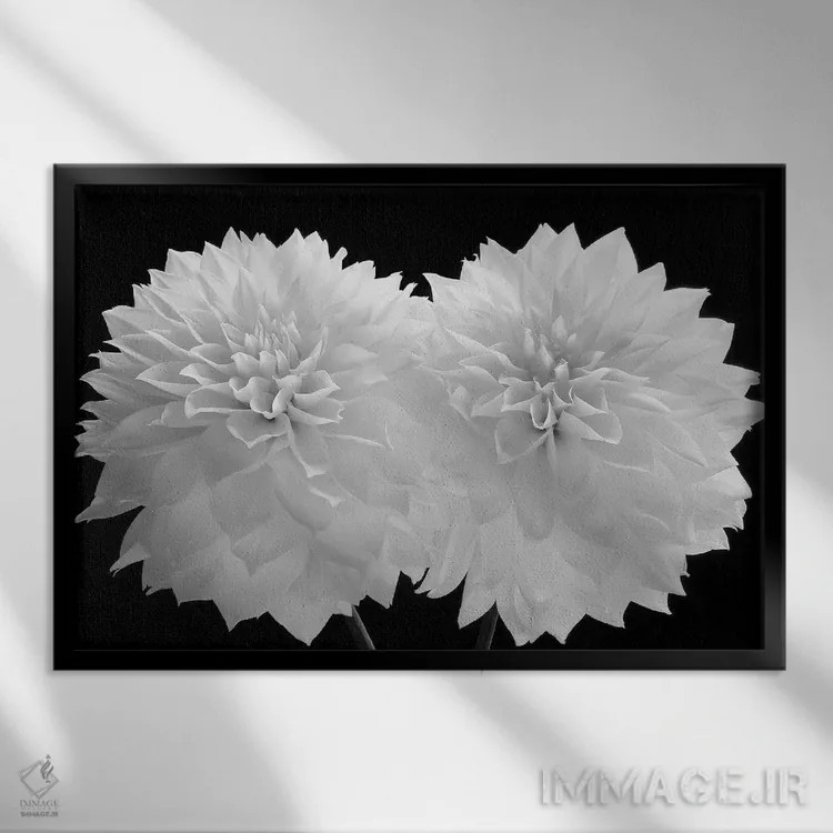 تابلو 2008,دالیا دراماتیکوس، ۲۰۰۸ اثر هیرویوشی آراکاوا - نمای قابدار مشکی